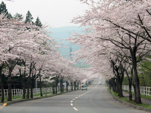 8kmにも及ぶ桜並木